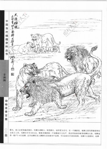 动物走兽百图13狮子图片