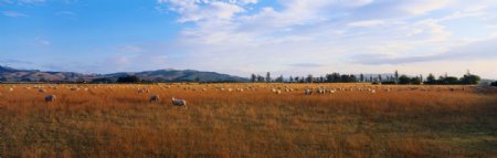 草地羊群图片