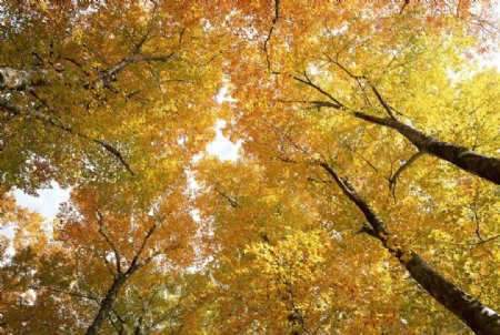 秋天阳光大树图片
