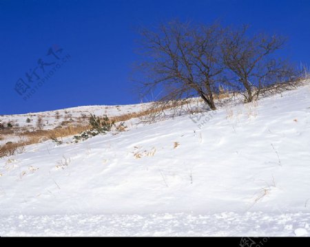 白色冬景草地树斜坡雪地图片