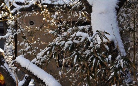 屋后雪景图片