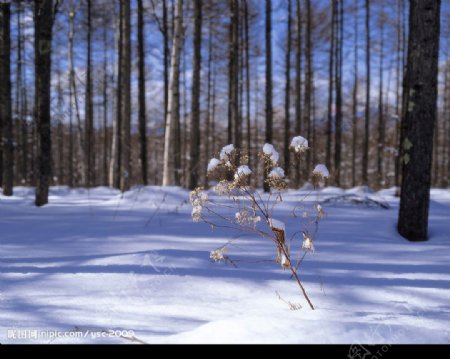 白色冬景雪小草树图片