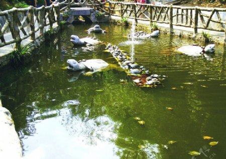 张家界森林公园乌龟池图片