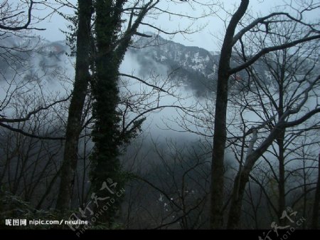 林中霧图片
