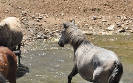 马匹饮水图片