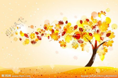 动感秋天枫叶树木图片
