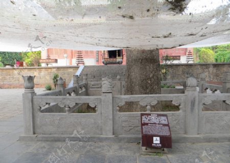 永泰寺里的婆罗树图片