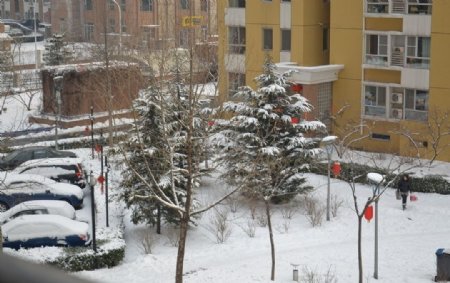 雪后松树图片