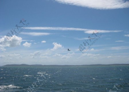 海鸥飞过海面图片