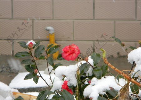 太仓雪景图片