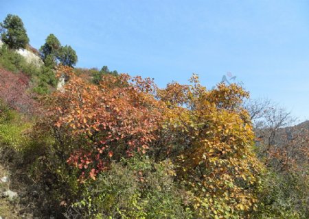 仙台山秋色图片