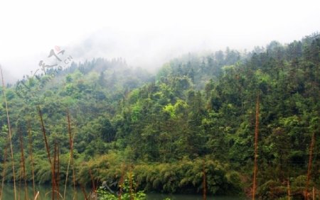 雾色树林图片