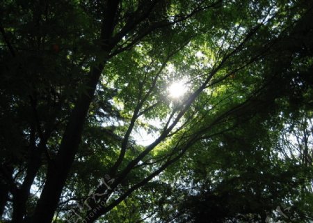 夏日中苍劲的柏树图片