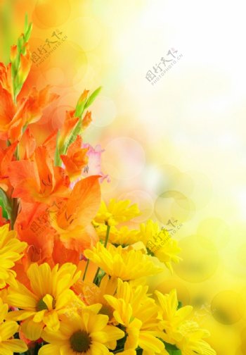 黄色菊花花卉背景图片