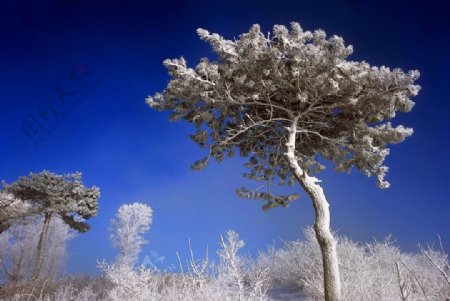 冬季冰雪雾凇图片