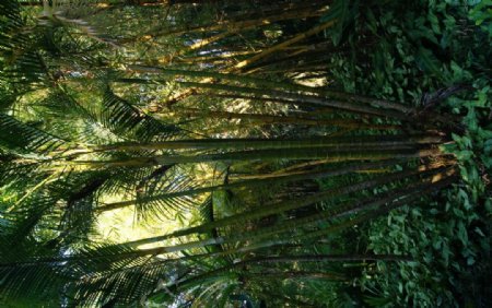兴隆热带植物园图片