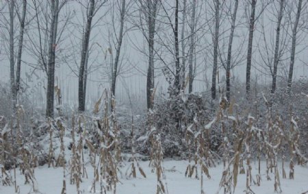 真实的农田雪景图片