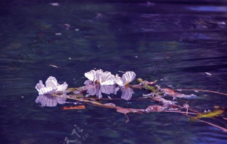 湖水湖面花瓣河水树枝清澈的水美景图片