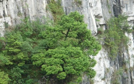 悬崖上的绿树图片