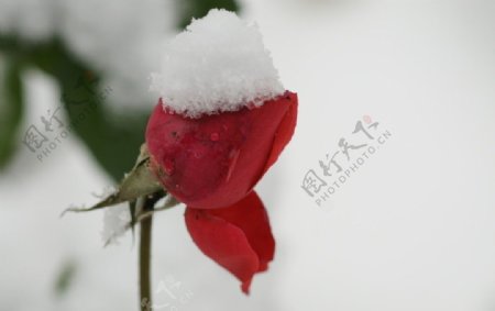 雪落红花图片