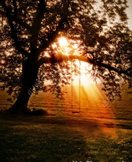 光芒阳光普遍大地透过树叶的阳光大自然的阳光树叶和光线落日图片