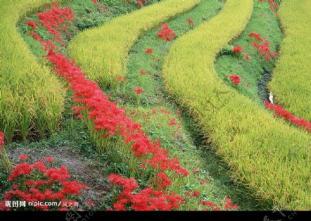 水稻与红花图片