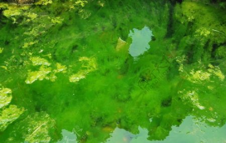 珍珠泉绿藻图片