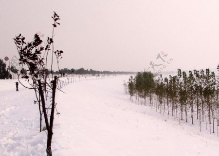 雪中河堤图片