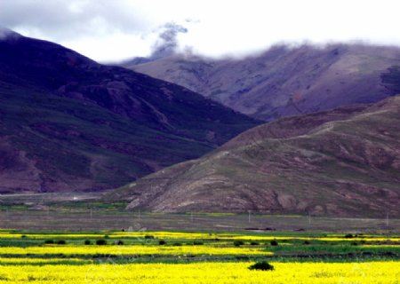 西藏7月山前的油菜花图片