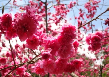 櫻花繽紛图片