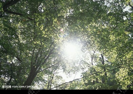阳光透射树林图片