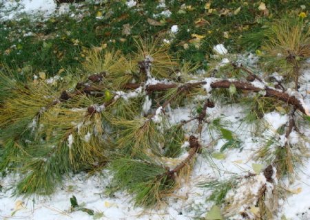 雪中掉落的柏树图片