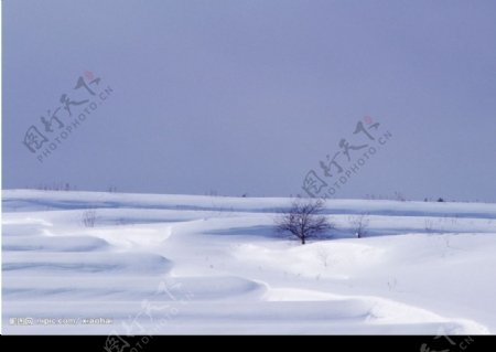 雪地树木图片