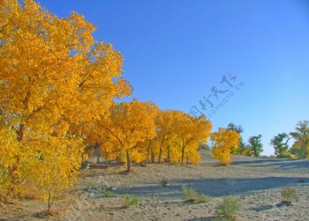 额济纳的大漠胡杨戈壁红柳图片