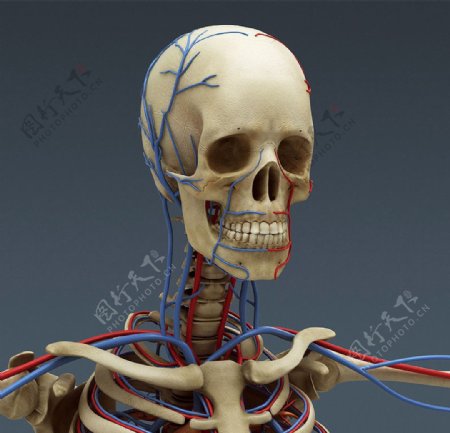 人体骨骼素材图片