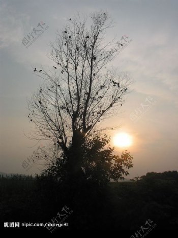 夕阳枯树图片