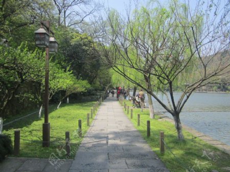 杭州西湖绿树成荫图片