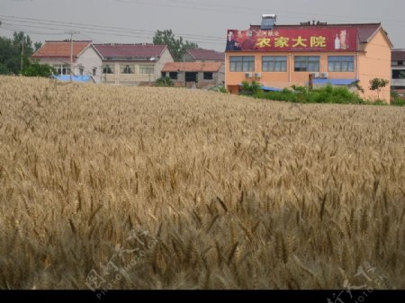 成熟麦田和农家大院图片