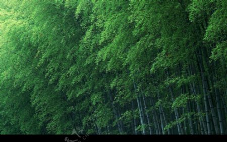 竹林风景图片