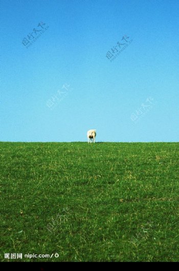 草原羊蓝天碧草牧场图片
