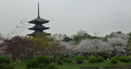 东湖樱花节图片