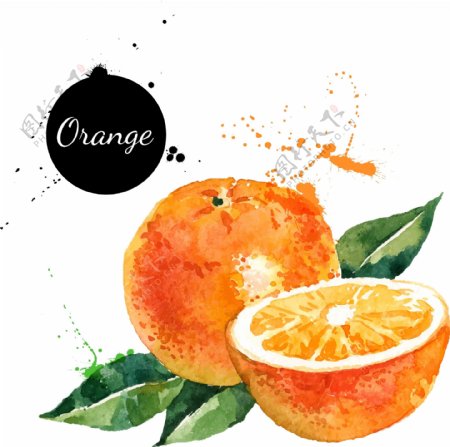 橙子手绘桔子水果矢量图图片