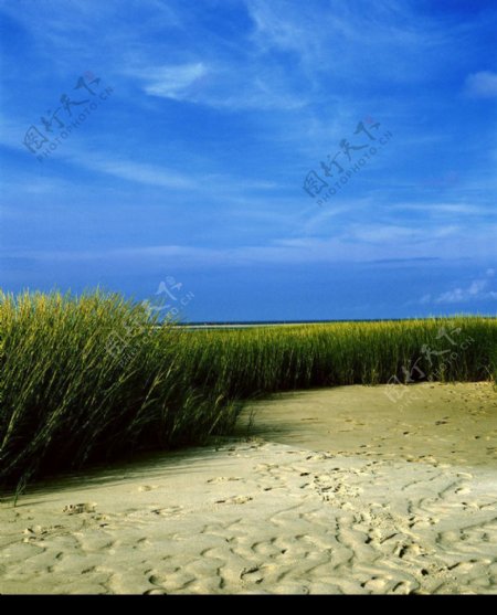 蓝天沙地绿值图片