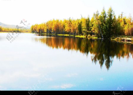 湖边秋林图片