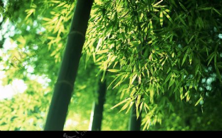 竹林深处竹子图片