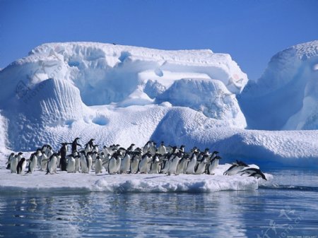南极冰山2图片