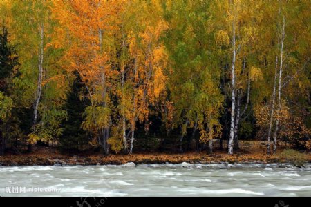 新疆的秋天5图片