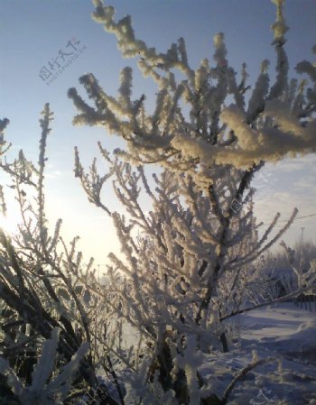 日出雪景图片