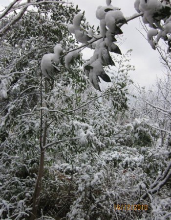 雪景白雪树上的雪漂亮的雪图片