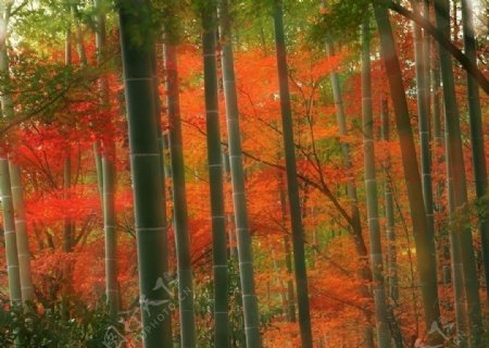 日本枫叶竹林图片